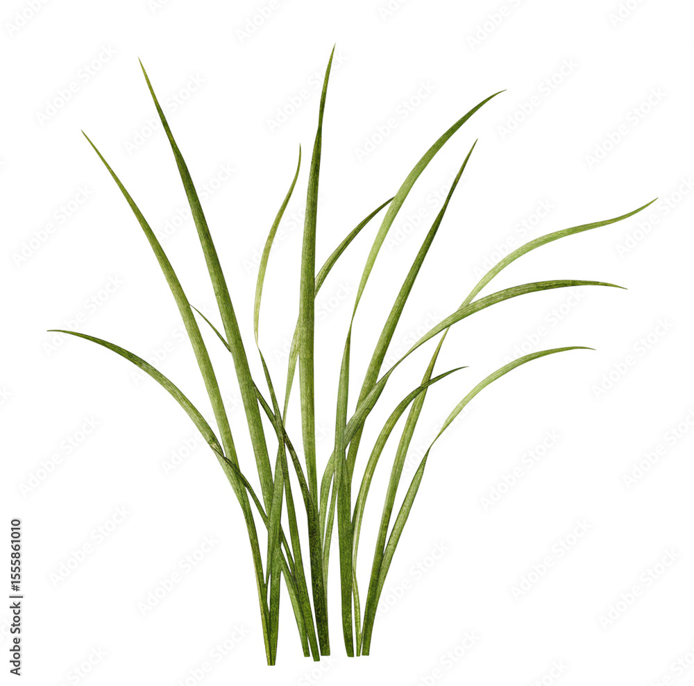 Watercolor illustration of farm grass on transparent background. Watercolor illustration of farm grass on transparent background.
