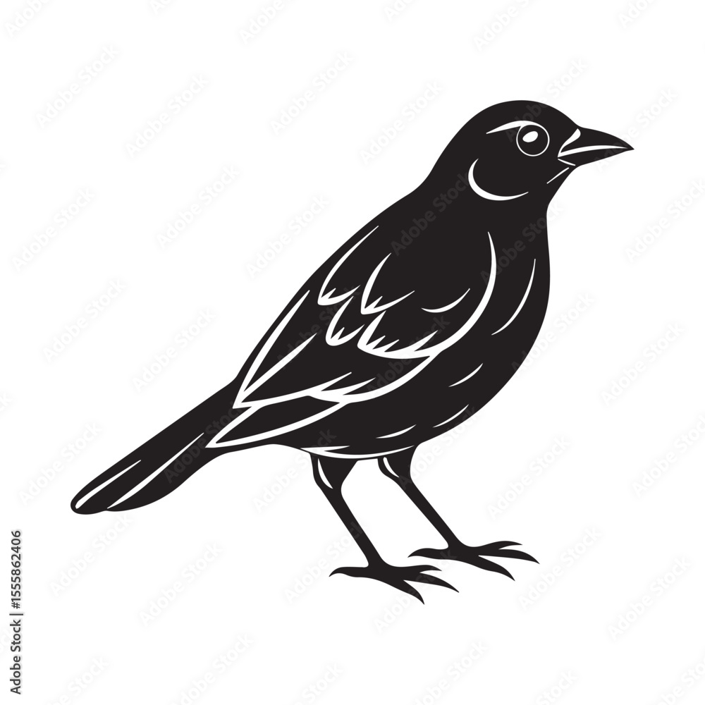 Common blackbird vector art illustration Common blackbird vector art illustration