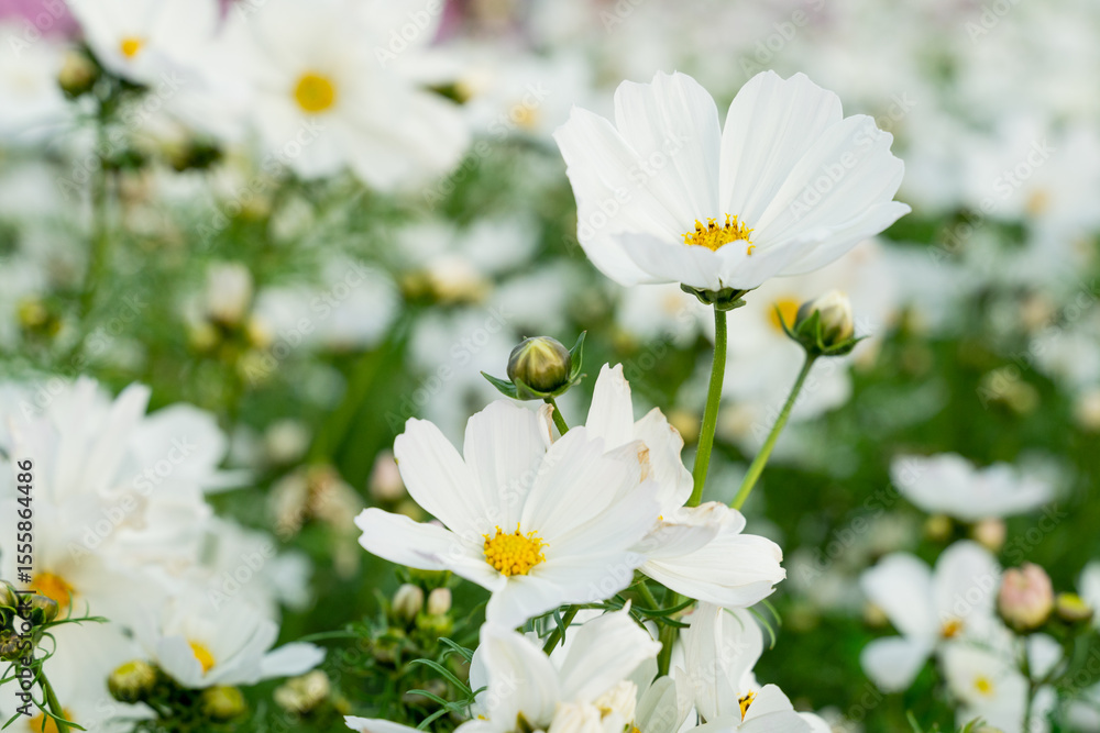 Fototapeta premium A vast field of blooming cosmos flowers sways gently in the breeze under the warm sunlight. The vibrant pink, white, and magenta petals create a dreamy, colorful landscape that stretches into the hori