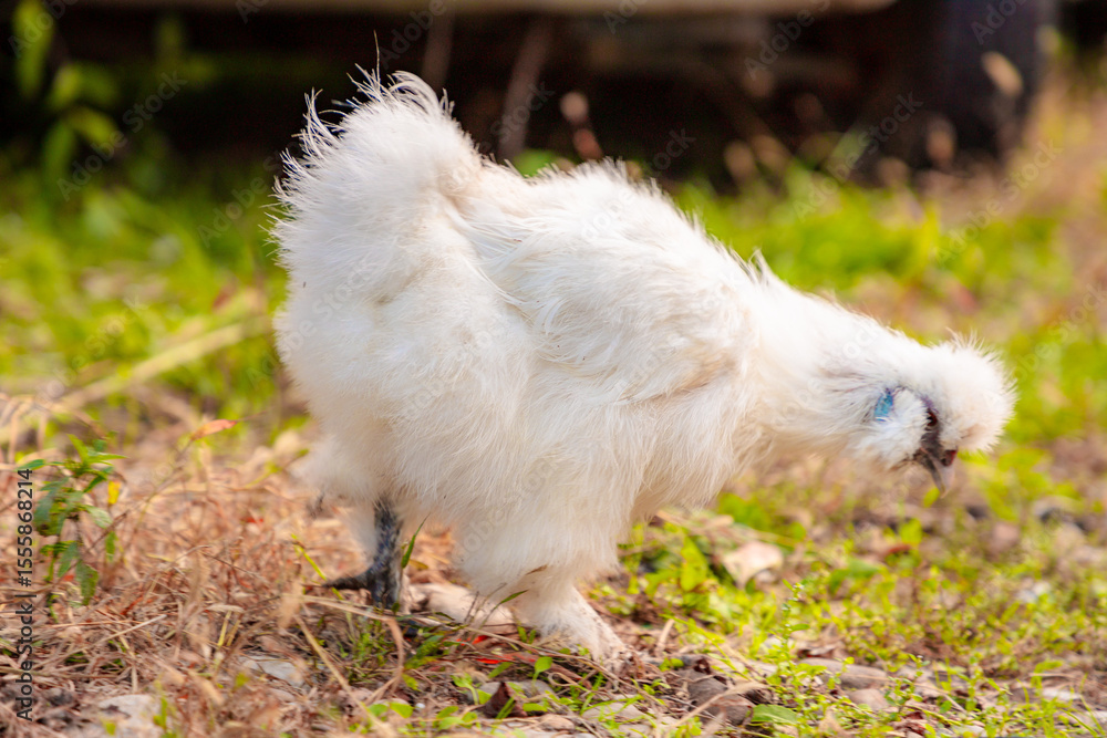 Close up of White Chinese Silkie Brahma chicken feeding in grass meadow. Sustainably Raised Chicken In Species-Appropriate Free-Range Husbandry Close up of White Chinese Silkie Brahma chicken feeding in grass meadow. Sustainably Raised Chicken In Species-Appropriate Free-Range Husbandry