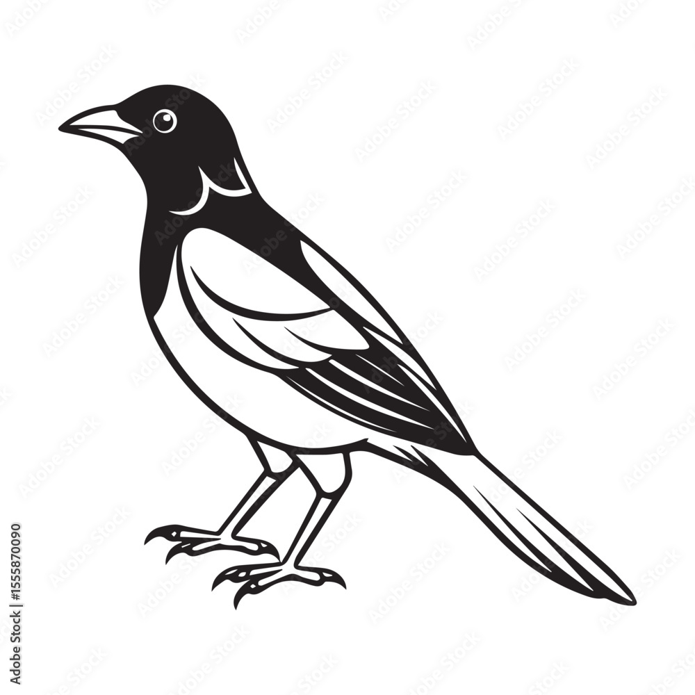 Obraz premium Common blackbird vector art illustration