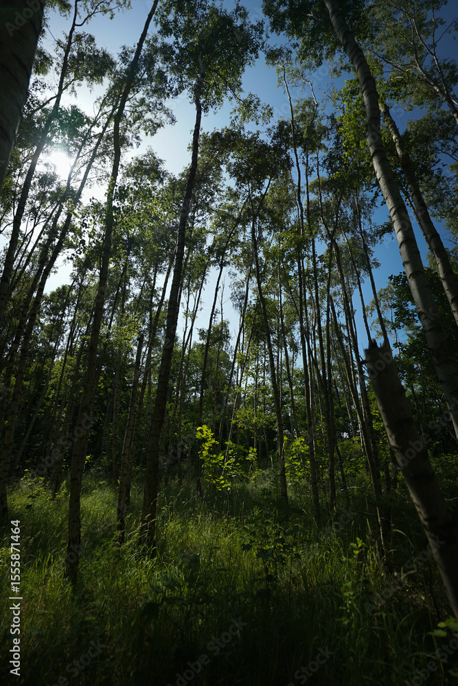 Fototapeta premium Natur im Sommer