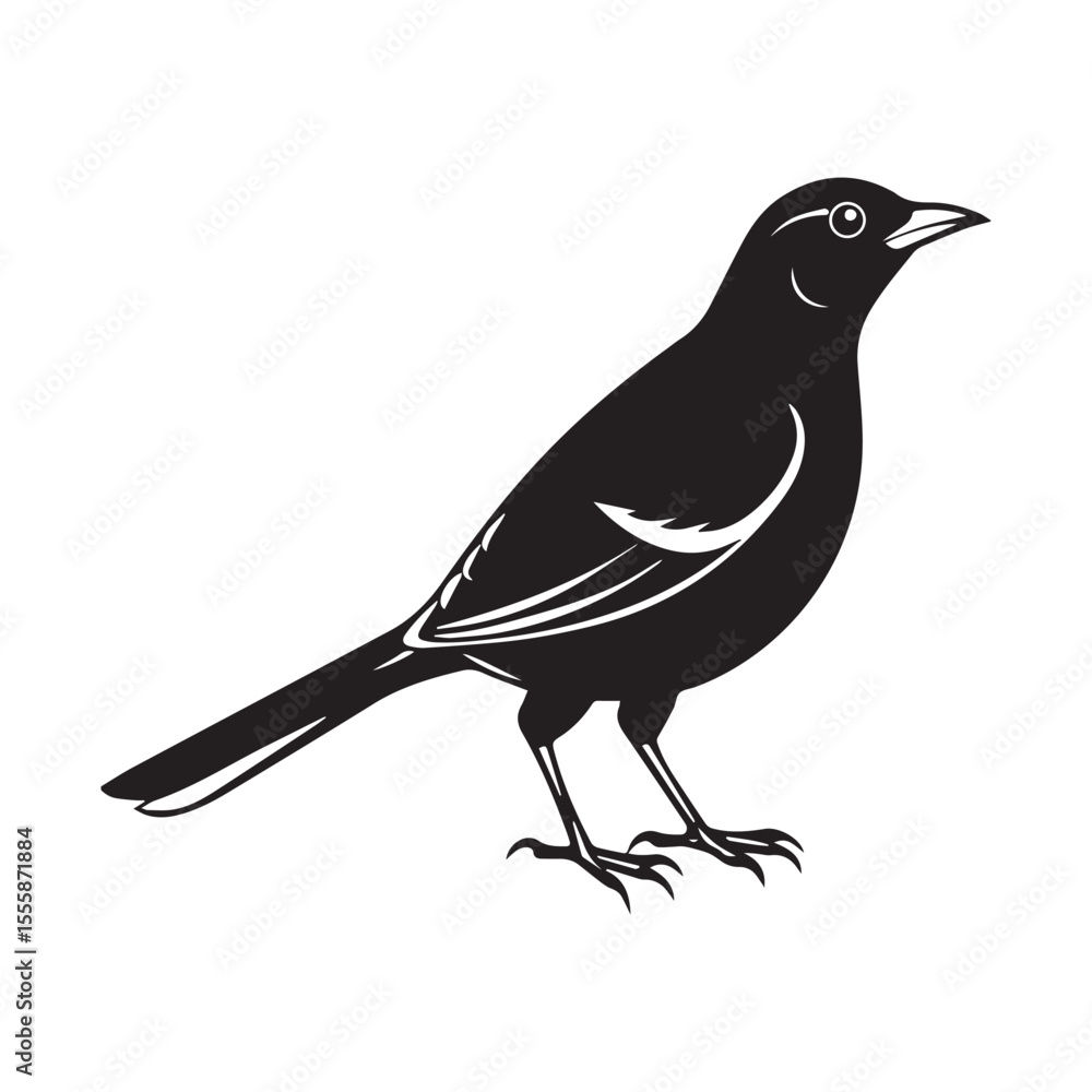 Fototapeta premium Common blackbird vector art illustration