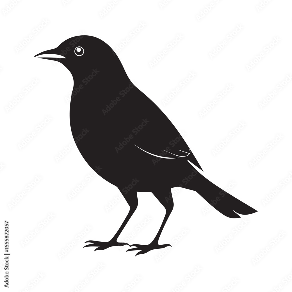 Obraz premium Common blackbird vector art illustration