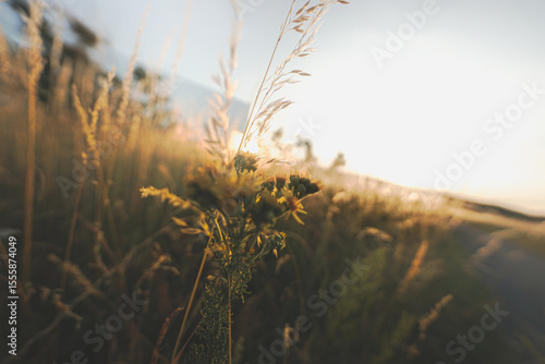 Natur im Sommer