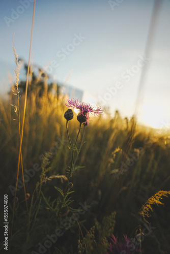 Natur im Sommer