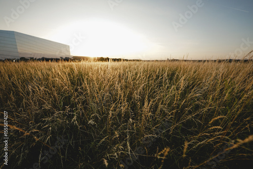 Natur im Sommer