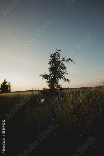 Natur im Sommer