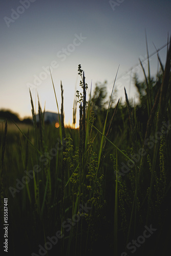 Natur im Sommer