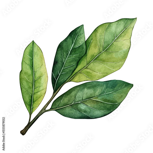 A Sassafras Leaf, watercolor drawing vector, isolated on a white background.