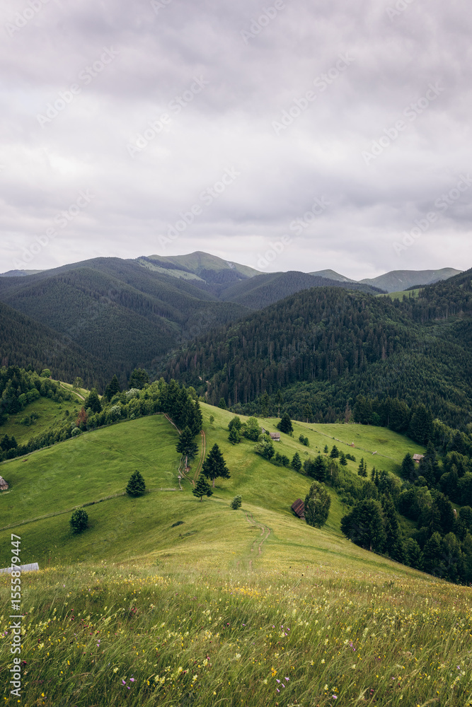 Obraz premium The Carpathian Mountains in Romania are a majestic mountain range, rich in wildlife, forests, and breathtaking landscapes.