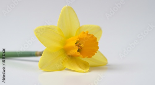 Soft light illuminates delicate yellow daffodil blossom. AI Generated