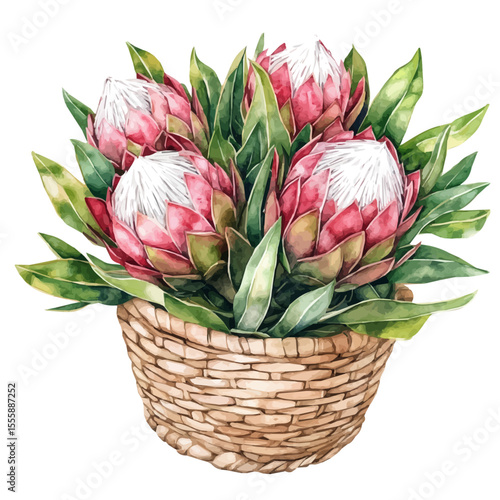 A Protea Flower Basket, watercolor painting vector, isolated on a white background.