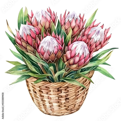 watercolor vector of A Protea Flower Basket, isolated on a white background.