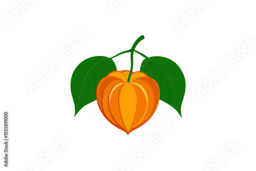 vector illustration physalis minima