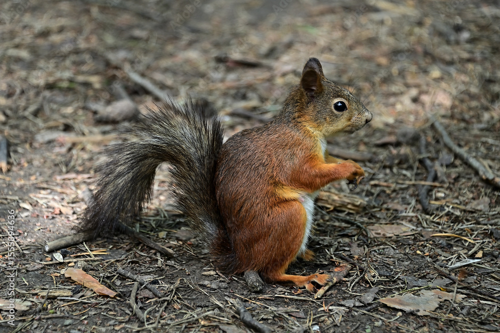 Fototapeta premium A curious squirrel in the forest in the morning.