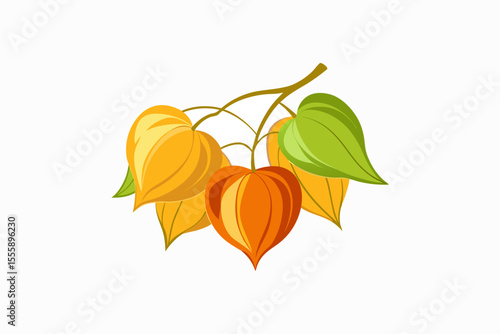 physalis minima