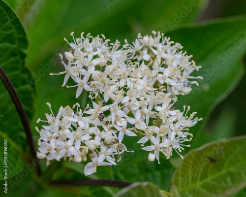 the bloom of a Dogwood bush in the early morning