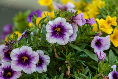 a close up of a flower pot full of grape and yellow million bells flowers
