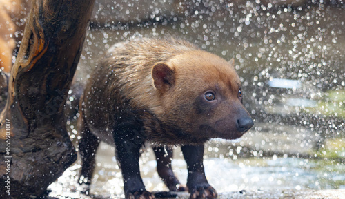 Photography Bush dog (Speothos venaticus) in nature