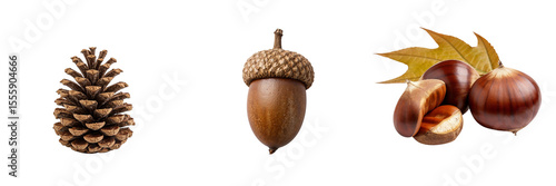 Pine cone, acorn, and chestnut with autumn leaves on white background  