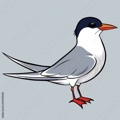 Tern bird vector illustration white background 