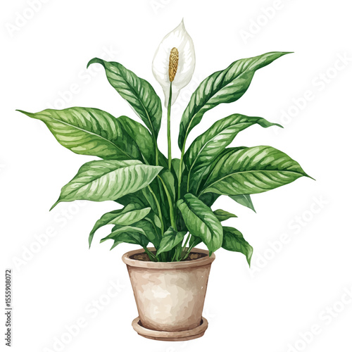 A Peace Lily Plant, watercolor drawing vector, isolated on a white background.