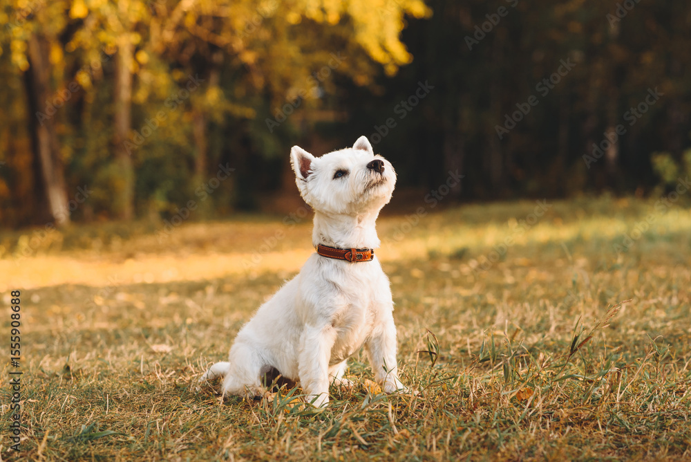 small west highland white terrier dog standing in park outdoors in sunny day, golden fall, autumn leaves, dogwalking concept small west highland white terrier dog standing in park outdoors in sunny day, golden fall, autumn leaves, dogwalking concept