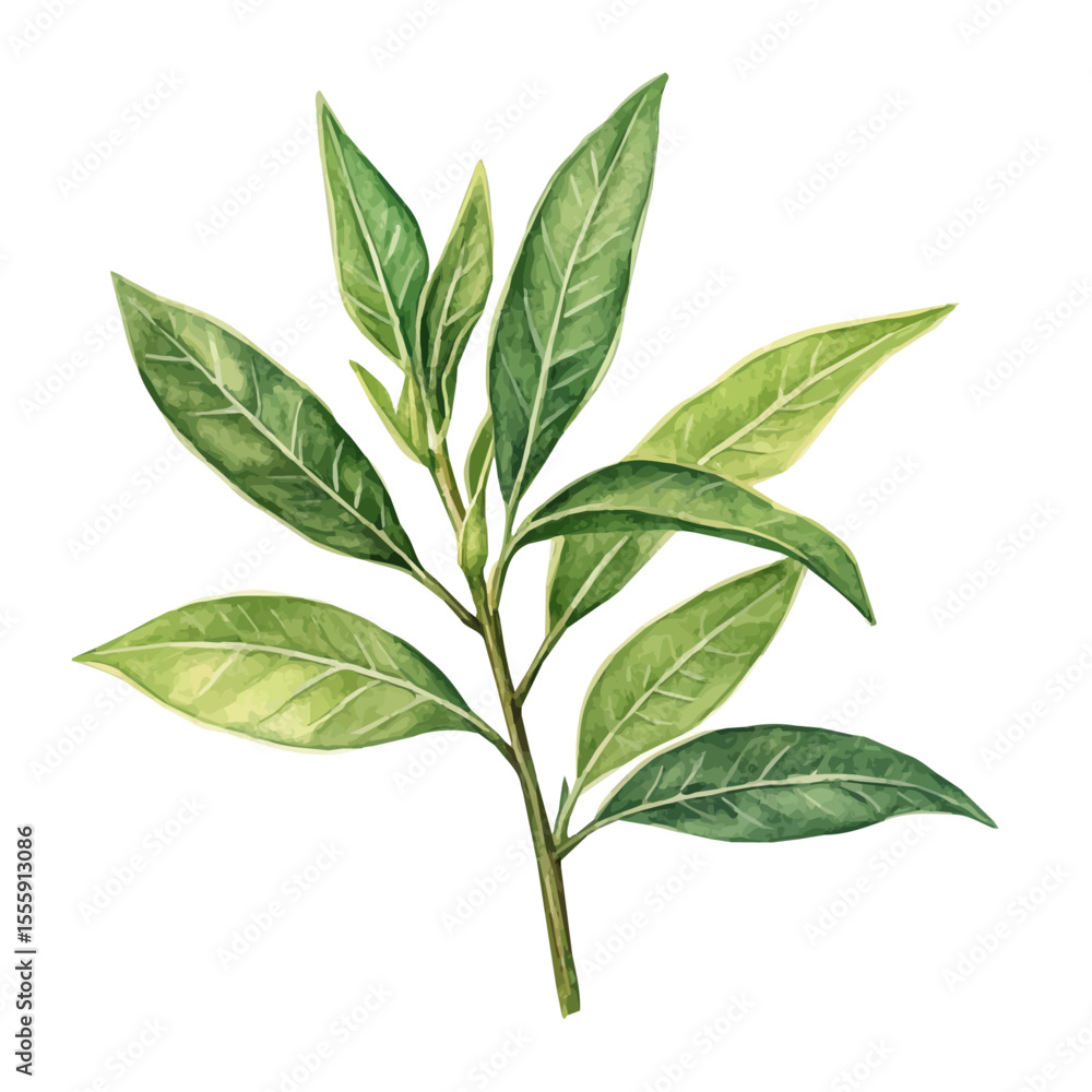 Fototapeta premium A Oleander Leaf, watercolor illustration vector, isolated on a white background.