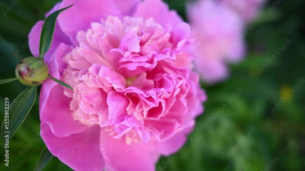 Peony bushes in the garden. Summer flowers blooming Peony bushes in the garden. Summer flowers blooming