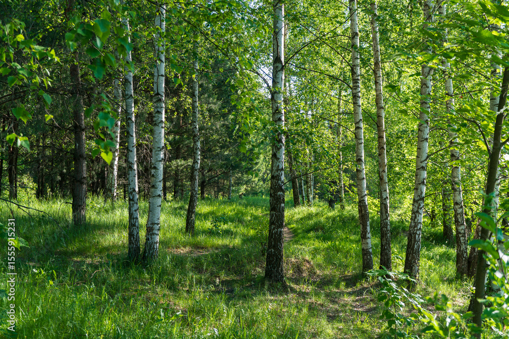 Fototapeta premium Green forest in the morning. Sparse birch forest