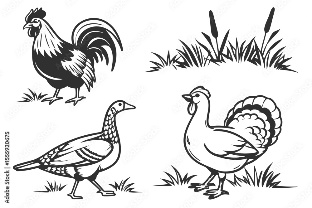Fototapeta premium Poultry - set of farm animals illustrations, black and white drawings