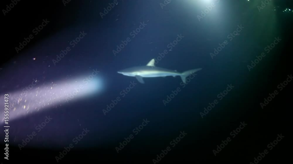 Beneath the waves off Socorro Island, Mexico, a shark gracefully navigates the dark waters. Beams of light cut through the deep blue, illuminating the shark's path. Beneath the waves off Socorro Island, Mexico, a shark gracefully navigates the dark waters. Beams of light cut through the deep blue, illuminating the shark's path.