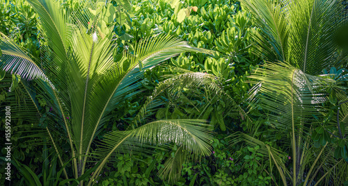  Lush green tropical foliage with palm leaves and exotic plants forming a vibrant summer nature background, perfect for natural wallpaper, botanical design, and eco travel or jungle-themed visuals