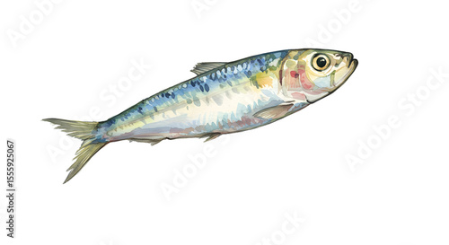 Watercolor Painting of a Sardine Fish watercolor png, transparent isolated nackground