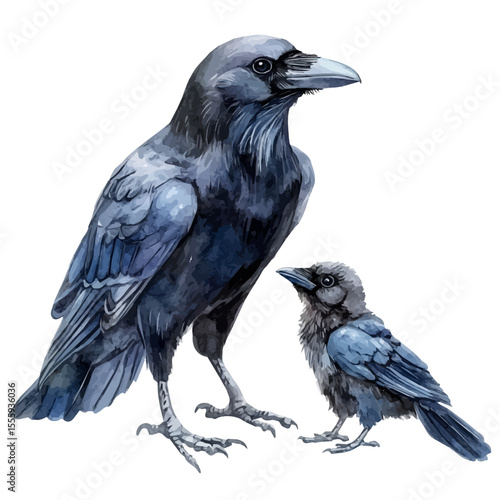 A Mother Raven With Her Kid, watercolor vector, isolated on a white background.