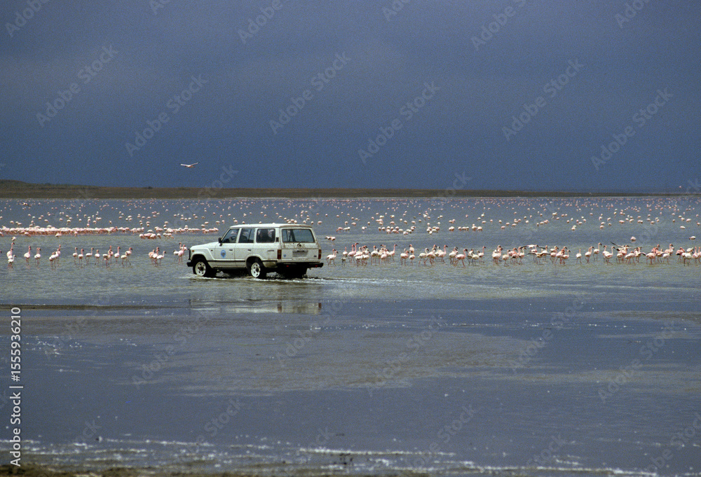 Obraz premium Flamant rose, Phoenicopterus minor, Safari photo, Parc national du N.Gorongoro crater , Tanzanie