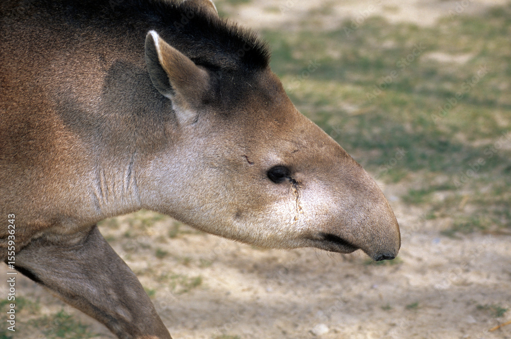 Fototapeta premium Tapir térrestre, Tapirus terrestris