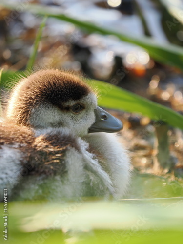 Duckling