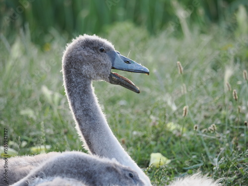 baby swan open beak