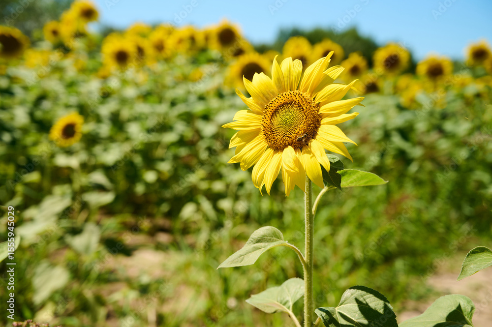 Fototapeta premium A sunflower displays its bright yellow petals against a blurred green background on a sunny summer day.