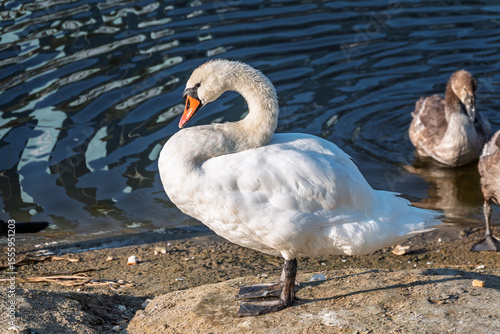 Fototapeta Naklejka Na Ścianę i Meble -  Wild swans with their offspring on a pond in the reeds. Incredibly beautiful nature and birds.