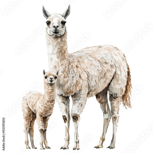 A Mother Llama With Her Kid, watercolor vector, isolated on a white background.