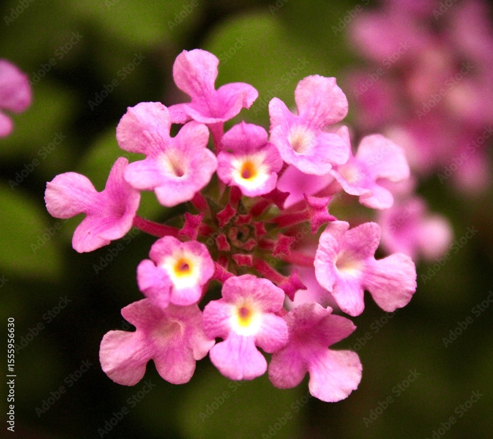 Fototapeta premium Close up op pink purple Lantana camara flower. With blurred background.