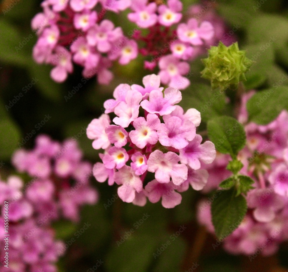 Close up op pink purple Lantana camara flower. With blurred background. Close up op pink purple Lantana camara flower. With blurred background.