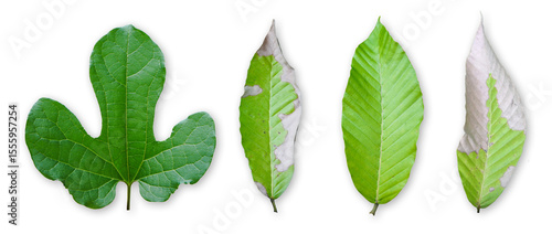 Green leaves isolated on transparent background