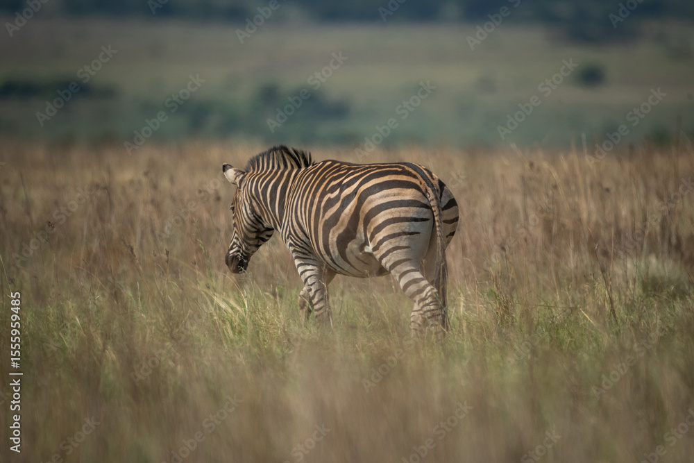 Obraz premium A plains zebra walking into the african savannah