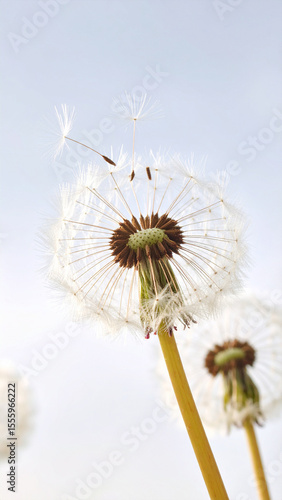Wallpaper Mural Dandelion Wishes: Capturing the ethereal beauty of a dandelion clock, its delicate seed heads float serenely against a soft, cloud-kissed sky, representing hope and wishes. Torontodigital.ca