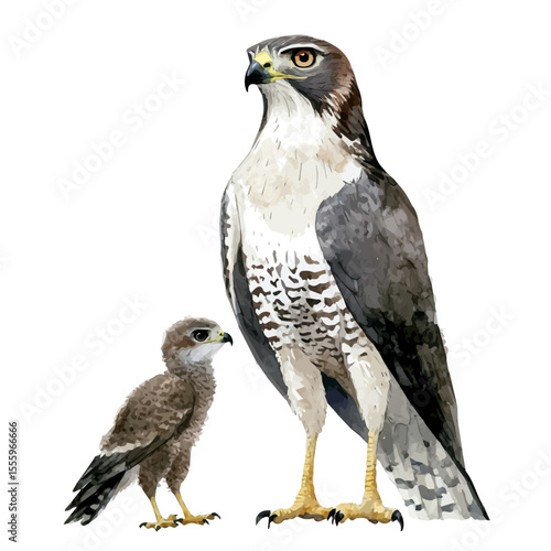 A Mother Goshawk With Her Kid, watercolor vector, isolated on a white background.