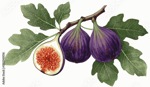 Aegean Canopy fig tree isolated watercolor vector illustration svg